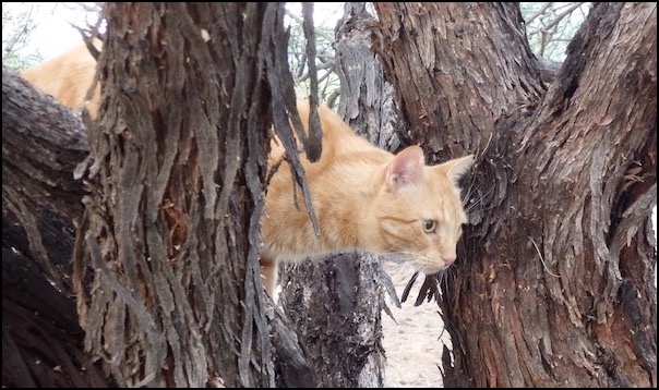 Orange tabby cat in mesquite tree